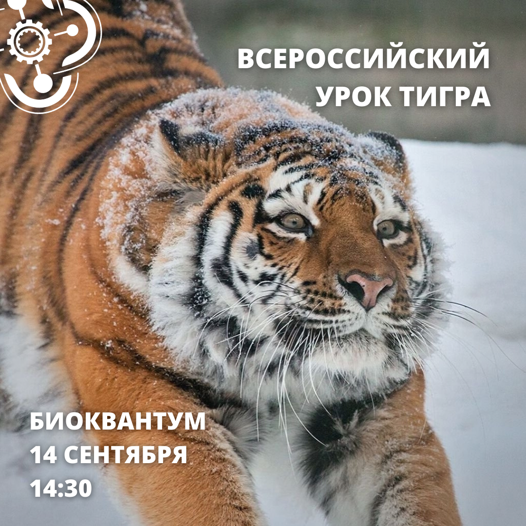 Приглашаем кванторианцев на Всероссийский урок тигра!